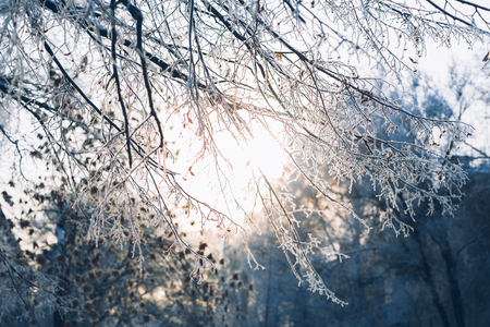 Beautiful  tree branches in the frost on the background of the winter forestの写真素材
