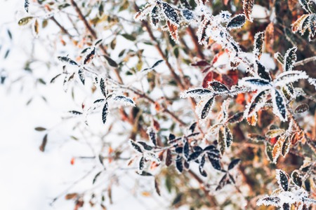 beautiful  branch bush leaves in the frost on the background of the winter forestの写真素材