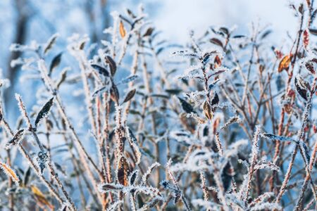 beautiful  branch bush leaves in the frost on the background of the winter forestの写真素材