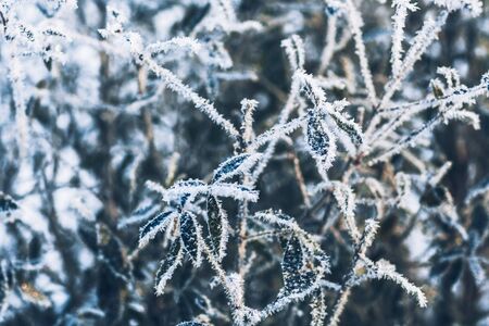 beautiful  branch bush leaves in the frost on the background of the winter forestの写真素材