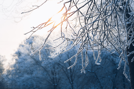 Beautiful tree branches in  hoarfrost in the winter on a blurred background sunの写真素材