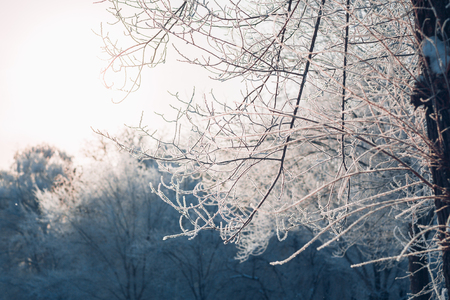 Beautiful tree branches in  hoarfrost in the winter on a blurred background sunの写真素材