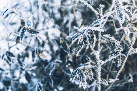 beautiful  branch bush leaves in the frost on the background of the winter forestの写真素材