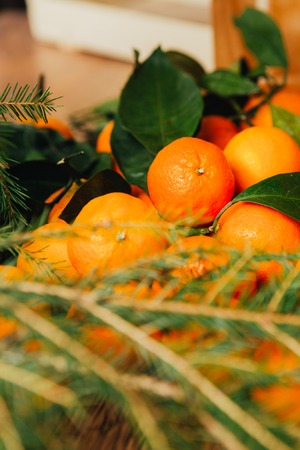 many fresh mandarins and branches  of a Christmas tree on a wooden backgroundの写真素材