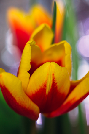 bouquet of fresh tulips close-up  macro shotの写真素材