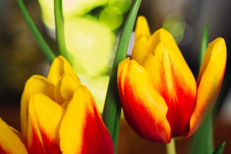 bouquet of fresh tulips close-up  macro shotの写真素材