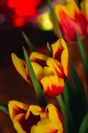 bouquet of fresh tulips close-up  macro shotの写真素材