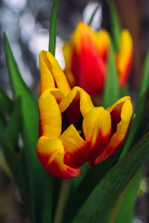 bouquet of fresh tulips close-up  macro shotの写真素材