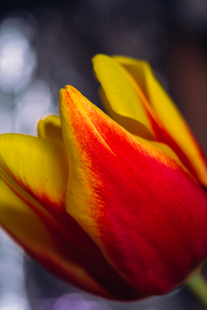 bouquet of fresh tulips close-up  macro shotの写真素材