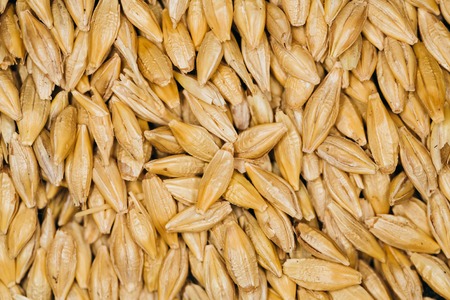 lot of fresh grains  of wheat close-upの写真素材