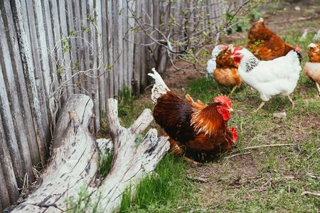 chicken and rooster walking in   the grassの写真素材