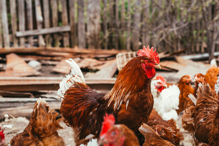 chicken and rooster walking around  the yardの写真素材