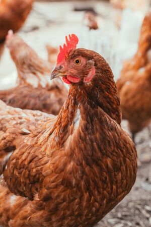 chicken and rooster walking around  the yardの写真素材