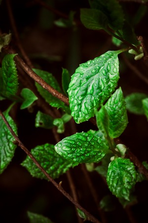 green leaves on the background of  natureの写真素材