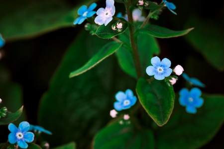 Many small blue wild  flowers on a background of green leavesの写真素材
