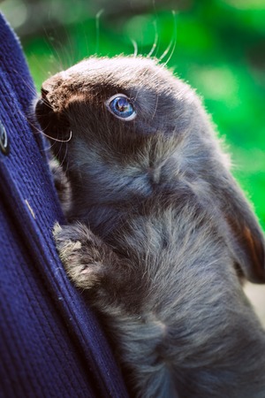rustic rabbit dark coloring  sits on hands on a background of grassの写真素材