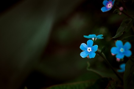 Many small blue wild  flowers on a background of green leavesの写真素材