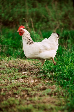 rustic chicken white coloring on  a background of grassの写真素材