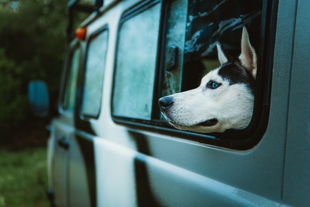 sad dog Husky looks out of the window while sitting in the car.の写真素材