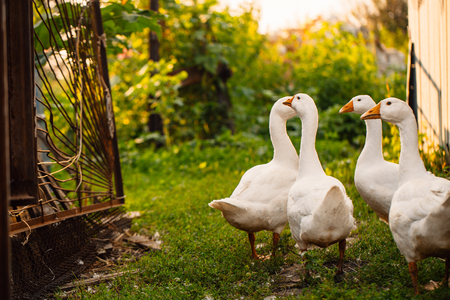 Geese in a village walk on the lawn.の写真素材