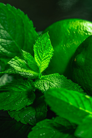 Fresh green mint close-up on a dark green background.