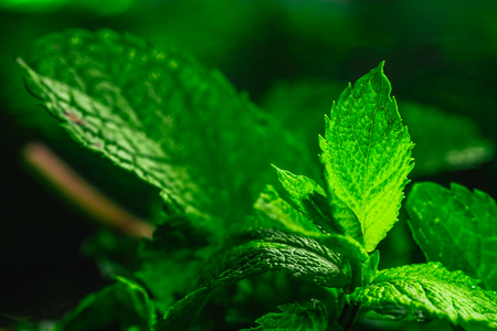 Fresh green mint close-up on a dark green background.の写真素材