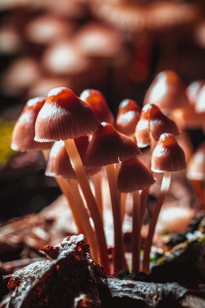many little mushrooms on a tree stump close-up.の写真素材