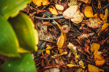 Mushrooms on a stump and autumn leaves on the ground in the forest.の写真素材
