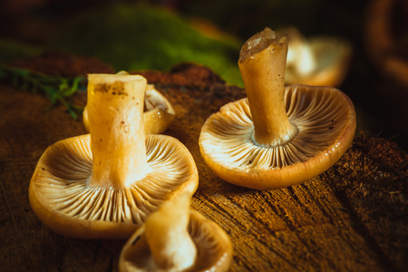 mushrooms russula close up on a stump.の写真素材