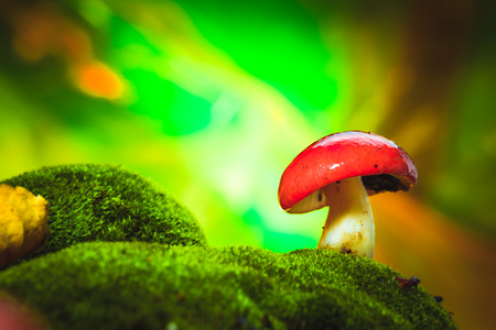 fresh mushroom russula white stalk grows on moss.の写真素材