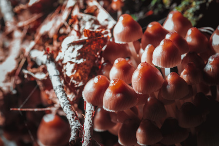 many little mushrooms on a tree stump close-up.の写真素材