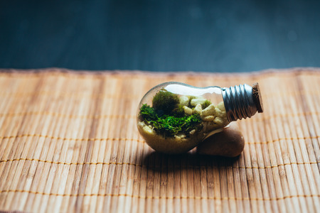 terrarium with moss and stones in bulb on a wooden background.の写真素材