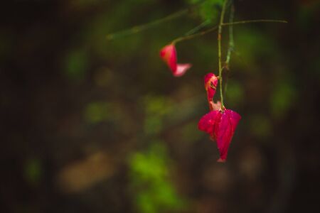 red sheet hanging from a tree branch.