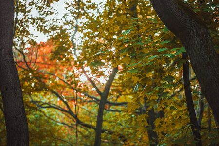 autumn forest with yellow and green leaves of trees.の写真素材