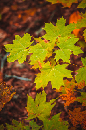autumn leaves yellow and green  of the tree