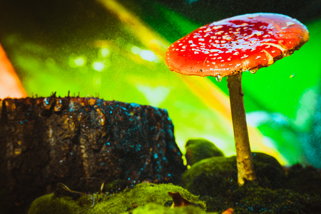 beautiful red with white spots mushroom on mossの写真素材