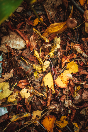 autumn leaves yellow and green on the ground in the forestの写真素材