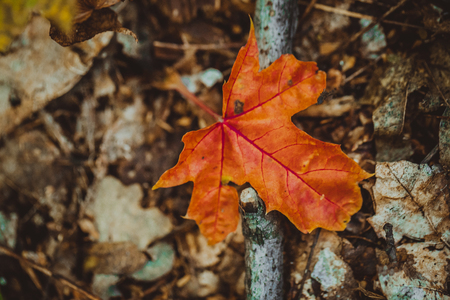 Autumn leaves yellow and green on the ground in the forestの写真素材