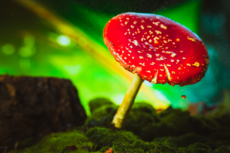 beautiful red with white spots mushroom on mossの写真素材