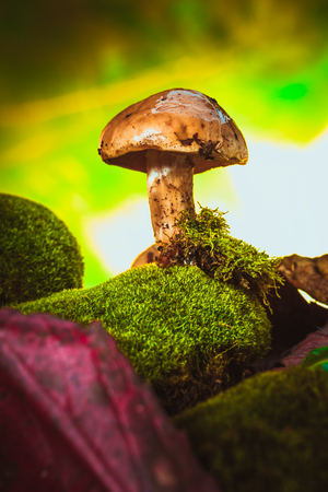 dark mushrooms on moss with a wet hat on blurred background.の写真素材