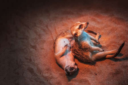 Many meerkats are played and lie on the sandの写真素材
