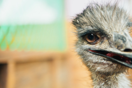 sad ostrich Emu portrait of a short distanceの写真素材