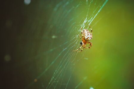spider hanging on the web in a forestの写真素材