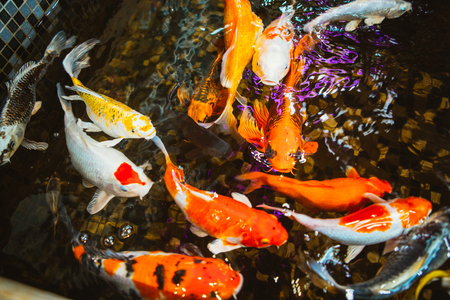Swimming of carp or Koi fish in the poolの写真素材