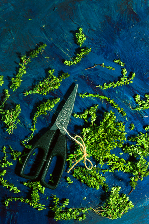 Lemon thyme and scissors on a blue abstract backgroundの写真素材