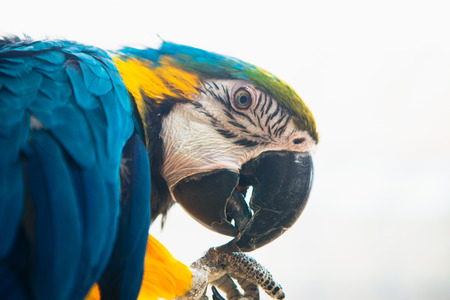 Parrot Ara Macaw blue and yellow portrait of a close-upの写真素材