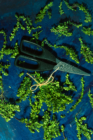 Lemon thyme and scissors on a blue abstract backgroundの写真素材