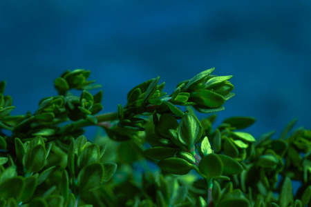 Lemon thyme on a blue abstract background close upの写真素材