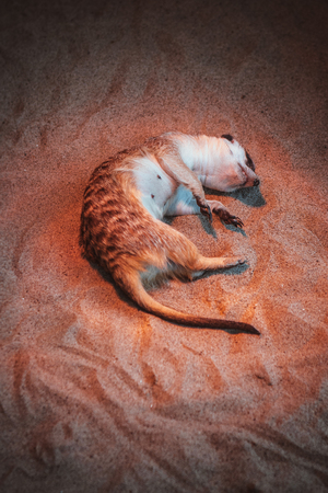 The meerkat lies on the sand in the zooの写真素材