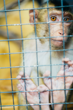 sad fluffy monkey in a cage sitsの写真素材
